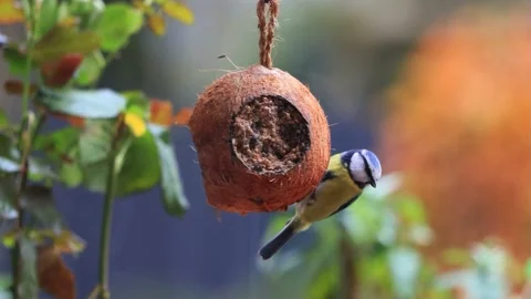 Blue bird tit on coconut feeder, Parus caeruleus  Stock Footage 231065292