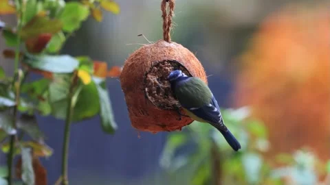 Blue bird tit on coconut feeder, Parus caeruleus  Stock Footage 261979667