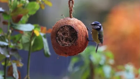 Blue bird tit on coconut feeder, Parus caeruleus  Stock Footage 290514744