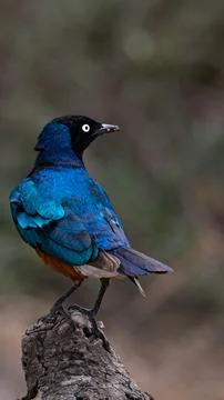 Blue bird on a tree branch Stock Photos