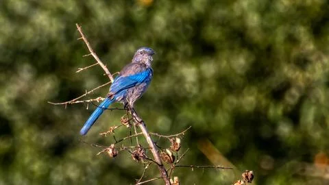 Blue Bird on a tree branch Stock Photos