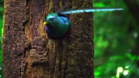 Blue Bird on Tree Trunk Stock Footage 323142577