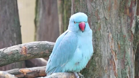 Blue bird on a tree trunk 動画素材 339985859