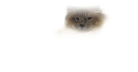 Blue Birmanese Domestic Cat, Adult laying against White Background, Real Time Stock Footage