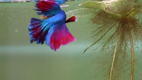 Blue biting fish and yellow biting fish. Stock Footage 77745331