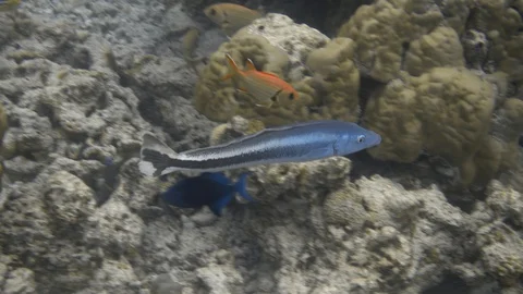 Blue blanquillo fish swimming over bleached coral reef. Maldives. 4K Video stock 127893252