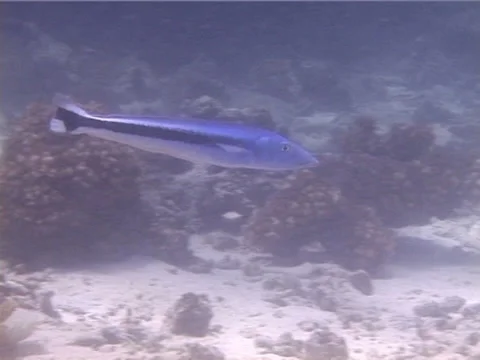 Blue blanquillo swimming, Malacanthus latovittatus, UP14479 Stock Footage