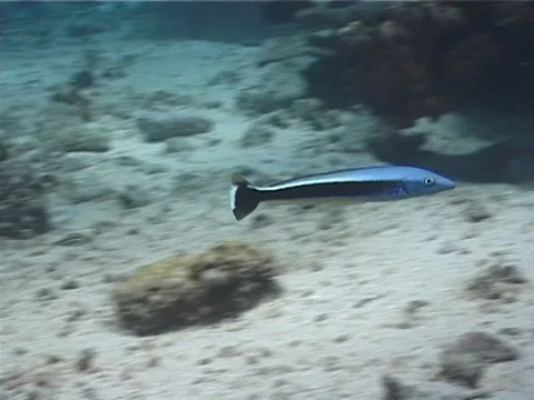 Blue blanquillo swimming, Malacanthus latovittatus, UP6431 Stock Footage