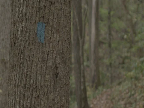 Blue Blazed Tree on Forest Trail Rack Focus Stock Footage 81141695