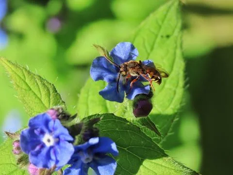 Blue Bloom Buzz Stock Photos