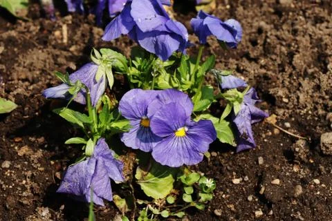 A blue bloom of violets in the ground Stock Photos