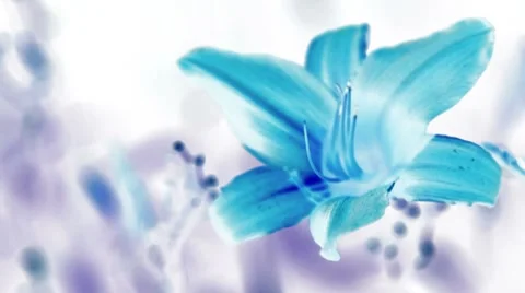 Blue Blossom 動画素材 8534640