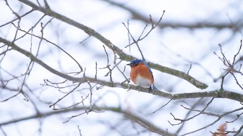 Blue bluebird bird perched on tree during winter snow in slow motion Stock-Footage 126938991