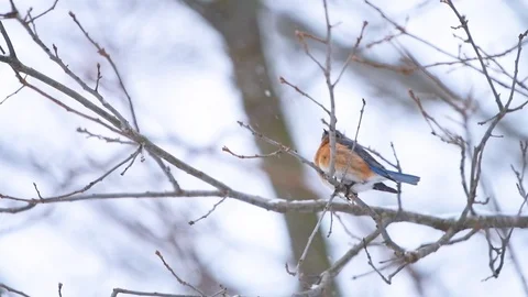 Blue bluebird bird on tree during winter snow low angle view in slow motion Stock Footage 126939027