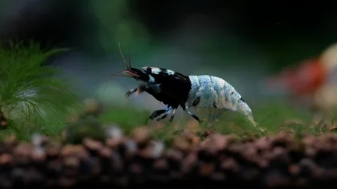 Blue bolt dwarf shrimp clean its legs and stay on aquatic soil Stock Footage 118721920