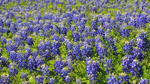 Blue Bonnet Bed Pan Vídeos de archivo 34387040