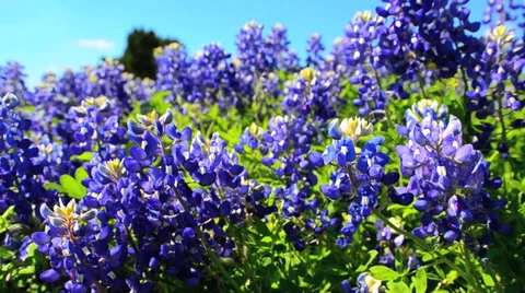 Blue Bonnet bunch Vídeos de archivo 34386330