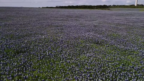 Blue Bonnet Field Stock Footage 290819492