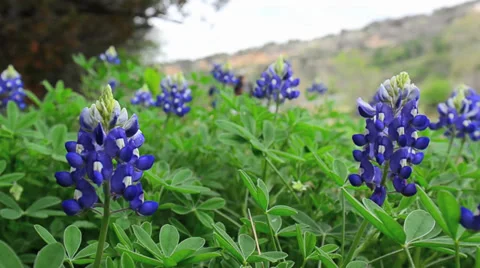 Blue Bonnets and hikers Stock Footage 34386912