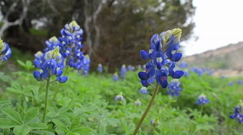 Blue bonnets in the breeze Vídeos de archivo 34386974