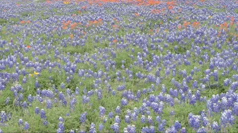 Blue Bonnets Field tilt up Stock Footage 49582864