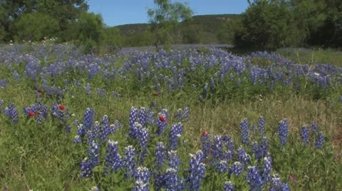 Blue bonnets to fire wheel Stock Footage 20603989