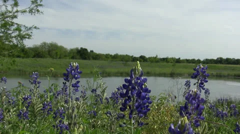 Blue Bonnets &amp; Pond Stock Footage 25856478