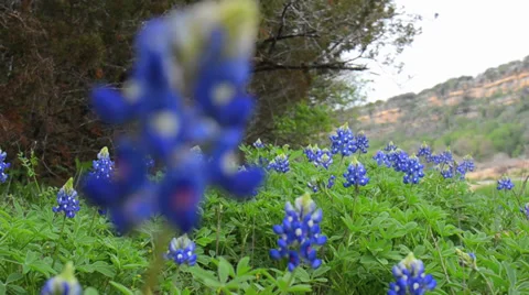 Blue Bonnets rack focus Vídeos de archivo 34387048