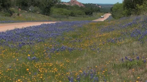 Blue bonnets on Texas road 2 Video stock 20586755