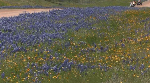 Blue bonnets on Texas road 3 Stock Footage 20586641