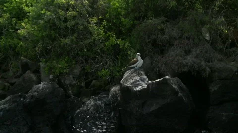 Blue booby pair Stock Footage 758192