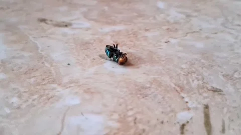 Blue Bottle Fly Dies on Floor Video stock 308270232