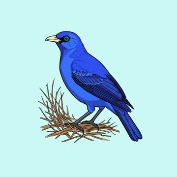 Blue Bowerbird Perched on Nest Vector Illustration Stock Illustration