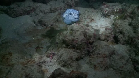 Blue box fish hiding from predatory shark Stock Footage 57108416