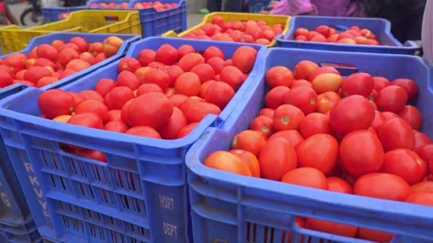 Blue boxes filled with tomato Stock Footage 246962818
