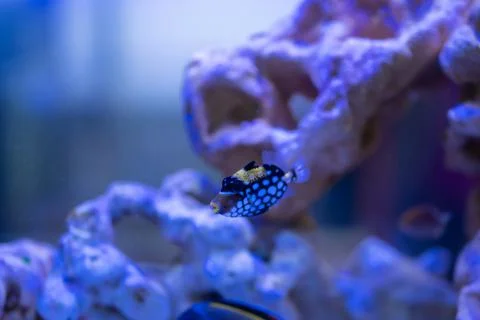 Blue boxfish in the aquarium Stock Photos