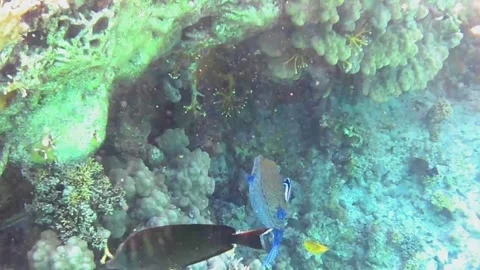 Blue Boxfish Being Cleaned by a Cleaner Fish Vídeos de archivo 341554401