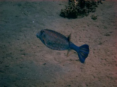 Blue boxfish Stock Photos