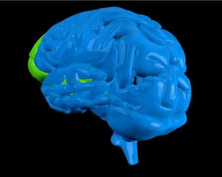 Blue brain with highlighted frontal lobe Stock Illustration