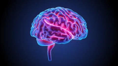 Blue Brain spinning in a 3D animation Stock Footage 238975195
