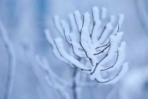 Blue branch Stock Photos