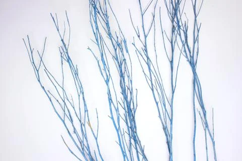 Blue branches Stock Photos