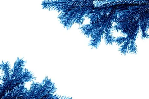 Blue branches of the pine tree Stock Photos
