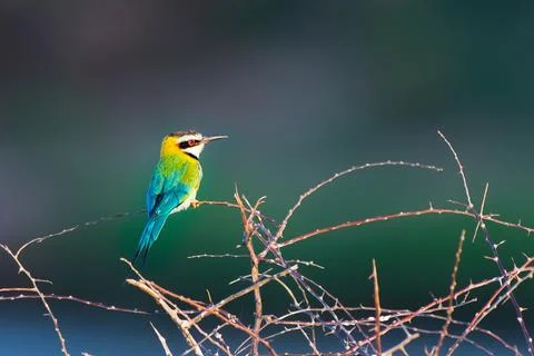 Blue-breasted bee-eater Stock Photos