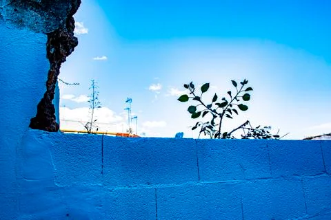 Blue bricks small plant and lots of sky Stock Photos