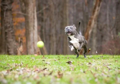 A blue brindle and white Pit Bull Terrier mixed breed dog chasing a ball outd Stock Photos