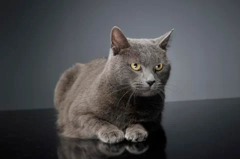 Blue Brit Cat in a dark studio Stock Photos