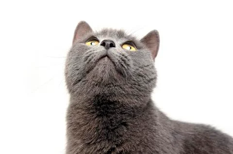 Blue Brit Cat in a white studio Stock Photos