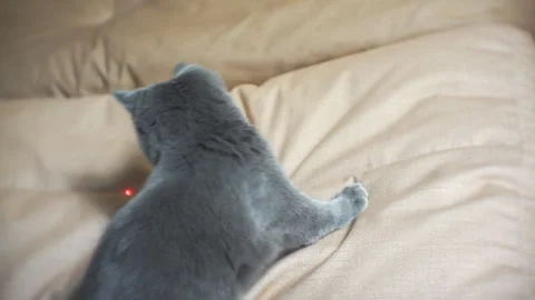 Blue British cat chases  red laser pointer on the floor. Master plays with a cat Stock Footage 100406218
