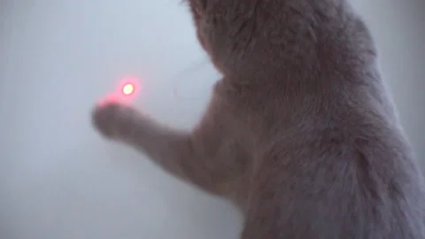 Blue British cat chasing  red laser pointer on the wall. Master playing with a c Stock Footage 100406146